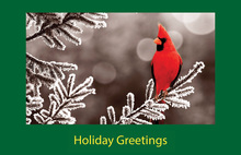 Modern Cardinal On Tree Folded Greeting Cards