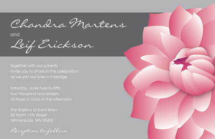 Exquisite Pink Dahlia Stickers